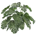 Tropical Monstera Plant with Large Green Leaves and Distinctive Holes for Indoor Decoration