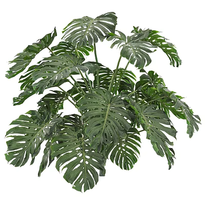 Tropical Monstera Plant with Large Green Leaves and Distinctive Holes for Indoor Decoration 3d model