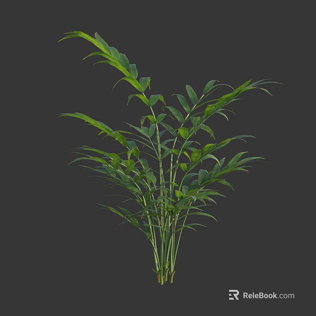 Green Plant With Slender Stems And Lush Green Leaves On Dark Background 3d model 