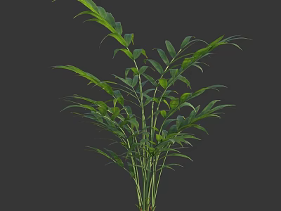 Green Plant With Slender Stems And Lush Green Leaves On Dark Background 3d model