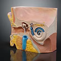 Detailed Ear Anatomy Medical Device Model With Internal Structures And Educational Use 3d model