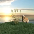 Tall Grass Plants by Sea at Sunset with Dog and Cloudy Sky