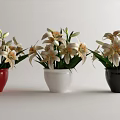 Bonsai Potted Plants With Red White Black Pots White Flowers And Green Leaves