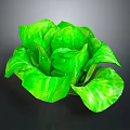Healthy Green Lettuce With Fresh Plump Leaves And Vibrant Color On Dark Background