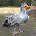 Griffon Vulture Featuring Grey Feathers And Yellow Head Standing On Natural Grassy Field With Trees