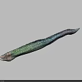 Colorful Green And Purple Long Slender Eel Like Aquarium Pet Fish
