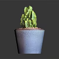 Green Cactus Plant in Purple Pot with Decorative Pebbles on Dark Surface