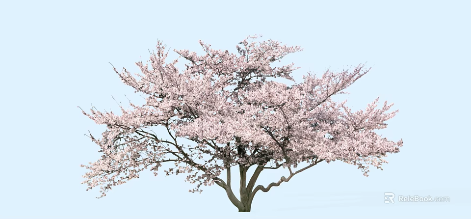 Lush Tree With Vibrant Pink Blossoms Against Clear Light Blue Sky 3d model 