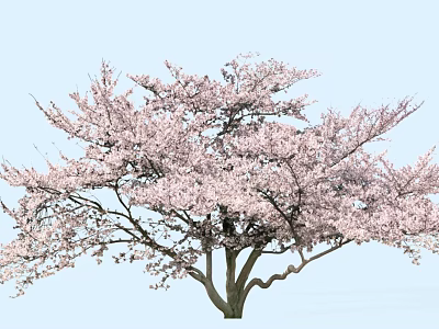 Lush Tree With Vibrant Pink Blossoms Against Clear Light Blue Sky 3d model