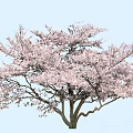 Lush Tree With Vibrant Pink Blossoms Against Clear Light Blue Sky