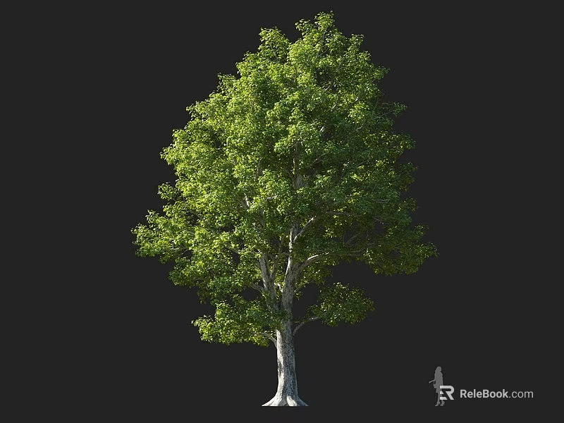 Tall Arbor With Lush Green Foliage And Thick Trunk Human Figure Scale 3d model 