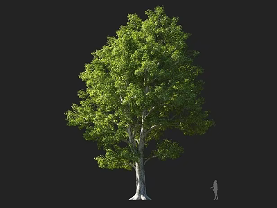 Tall Arbor With Lush Green Foliage And Thick Trunk Human Figure Scale 3d model
