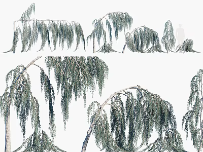 Willow Tree With Elegant Weeping Branches And Lush Green Foliage For Garden Landscape Design 3d model