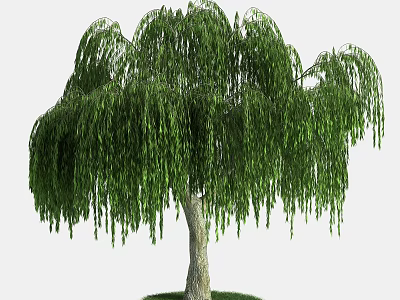 Willow Tree With Lush Green Leaves And Graceful Drooping Branches In Natural Garden 3d model