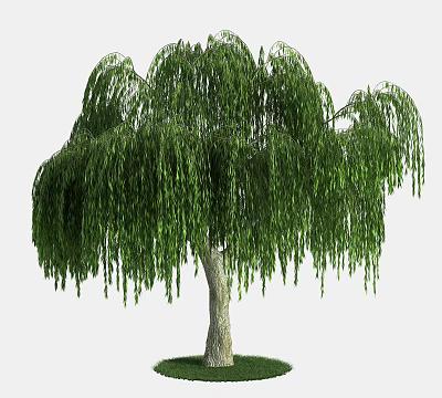 Willow Tree With Lush Green Leaves And Graceful Drooping Branches In Natural Garden 3d model