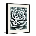 Black and White Succulent Botanical Painting With Framed Decorative Art