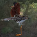 Stuffed Bird with Brown Feathers Crested Head Orange Beak Legs Spread Wings on Grassy Field