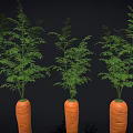 Three Fresh Raw Carrots With Green Leafy Tops On Black Background