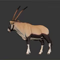 Oryx with Long Curved Horns and Tan White Coat Standing on Black Background