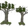 Two Tall Arbor Trees With Thick Trunks Green Foliage And Root Vegetation