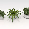 Three Potted Plants in Silver Metal Pots with Green Leaves on White Background
