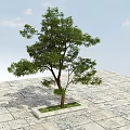 Tall Leafy Arbor With Green Foliage On Stone Slab Pavement Under Blue Sky