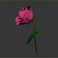 Beautiful Pink Rose Plant With Green Leaves And Stem On Gray Background