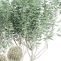 Bonsai Potted Plants with Olive Trees and Cacti in Woven Textured Planters on Metal Stand