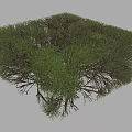 Cube Shaped Shrub With Lush Green Foliage And Neatly Trimmed Branches