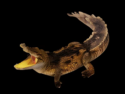 Aquatic Animal Crocodile with Open Mouth and Body Details on Black Background 3d model