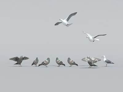 Flying Animals Seagulls And Pigeons In Flight And Standing On Ground 3d model