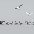 Flying Animals Seagulls And Pigeons In Flight And Standing On Ground