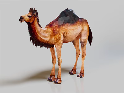 Realistic Brown Dromedary Camel With Fluffy Fur Standing On Light Background 3d model