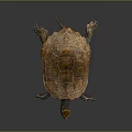 Reddish Brown Turtle With Detailed Shell Patterns On Dark Reflective Background 3d model