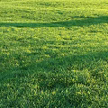 Lush Green Grass Under Sunlight Vibrant Fresh and Well Maintained Lawn Area