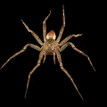 Grayish Brown Spider With Eight Long Legs On Black Background Close Up View