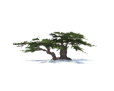 ancient pine pine 3d model