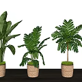Various Green Leafy Potted Plants With Woven Pots On Wooden Floor Against White Wall