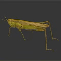 Green and Brown Grasshopper on Dark Background with Reflection Long Legs and Isolated View