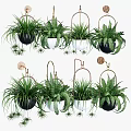 Hanging Garden Decor With Green Ferns In Black White Pots And Metal Hooks