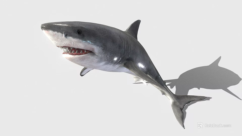 Shark With Sharp Teeth Streamlined Body And Gray Skin Swimming In Ocean 3d model 