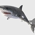 The Modern Shark 3d model