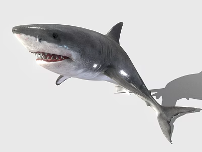 Shark With Sharp Teeth Streamlined Body And Gray Skin Swimming In Ocean 3d model Shark With Sharp Teeth Streamlined Body And Gray Skin Swimming In Ocean 3d model