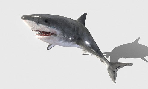 The Modern Shark 3d model