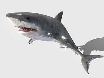 The Modern Shark 3d model