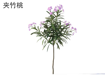 Ornamental Oleander Shrub with Lush Green Leaves and Vibrant Purple Flowers 3d model