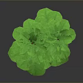 Green Leafy Plant with Red Stems in White Pot on Dark Background for Indoor Decoration