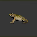 Green And Yellow Spotted Frog With Large Eyes And Inflated Vocal Sacs In Standing Pose