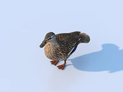 Realistic Brown Spotted Duck Standing On Light Blue Background With Shadow 3d model