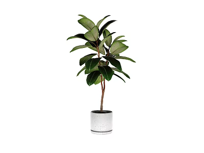 Lush Bonsai Plant With Green Leaves In White Ceramic Pot For Home Decor 3d model